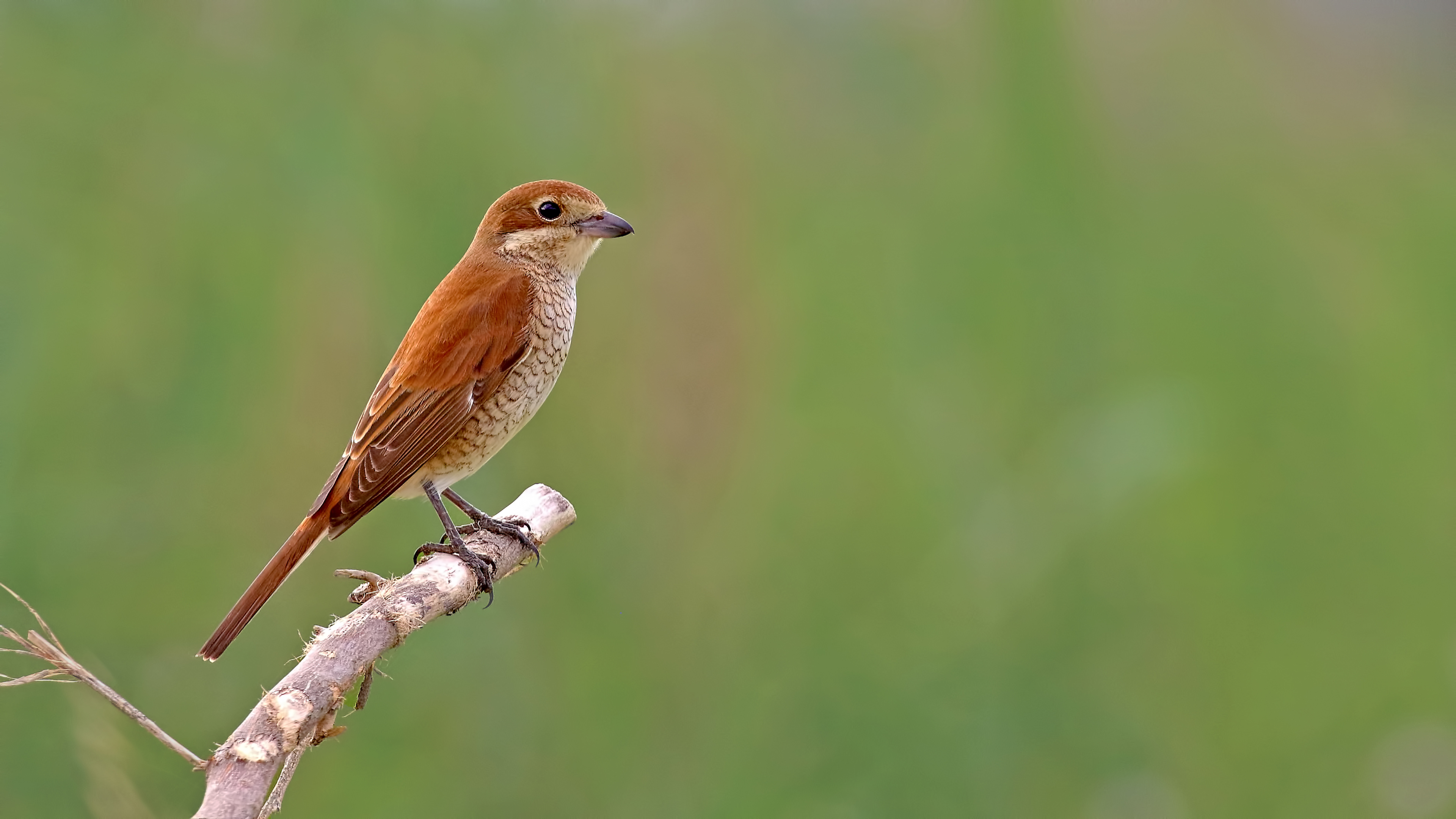 Red-backed Shrike